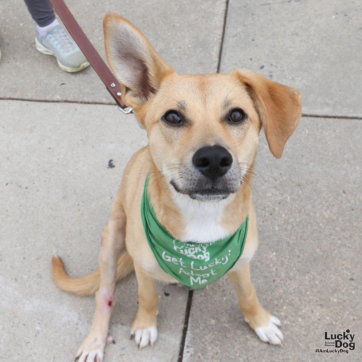 Enlarge Mirabelle, a Adoptable mixed breed in Washington, DC image 2/3