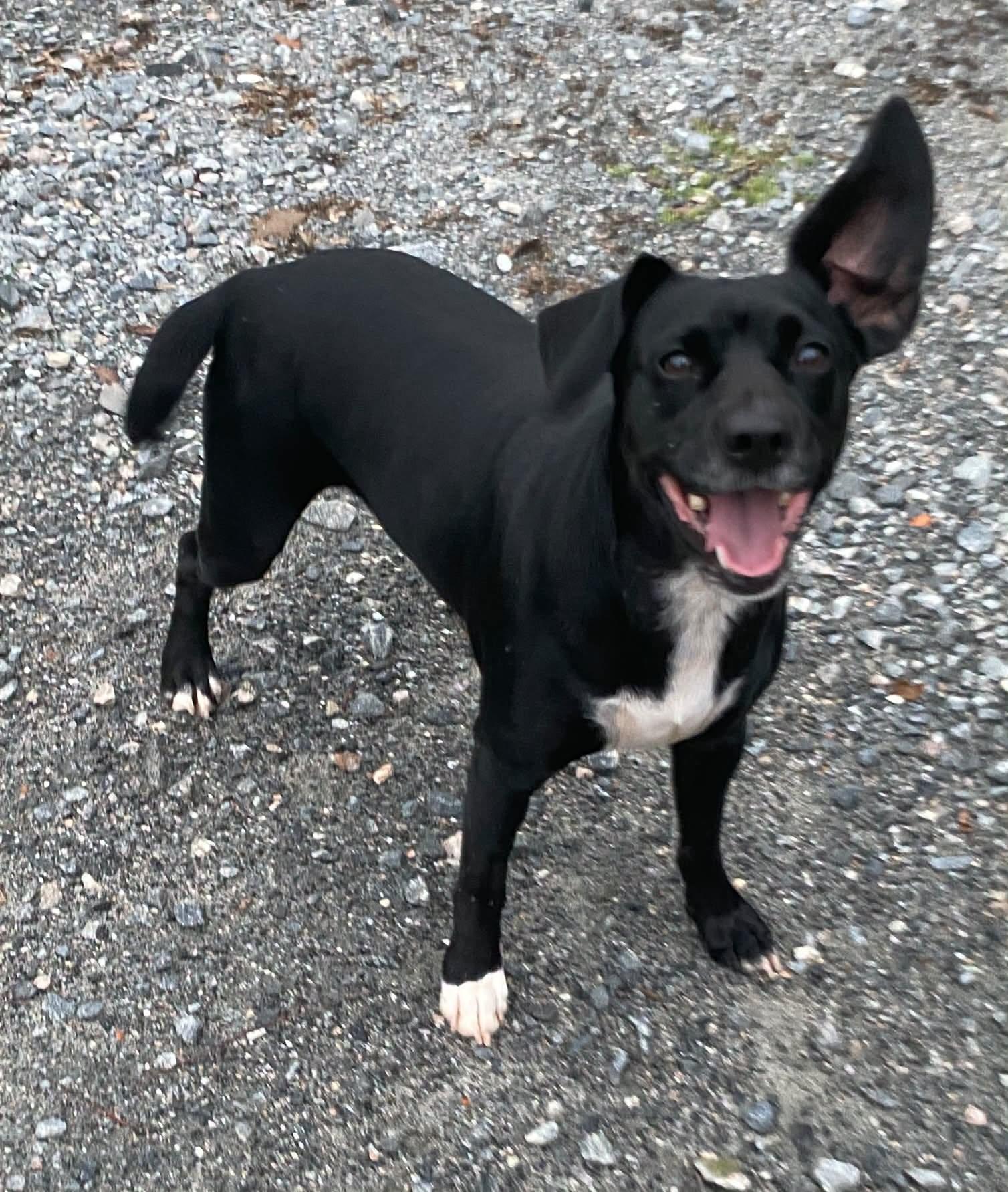 Sargent Carter, Adoptable, Young Male Mixed Breed.