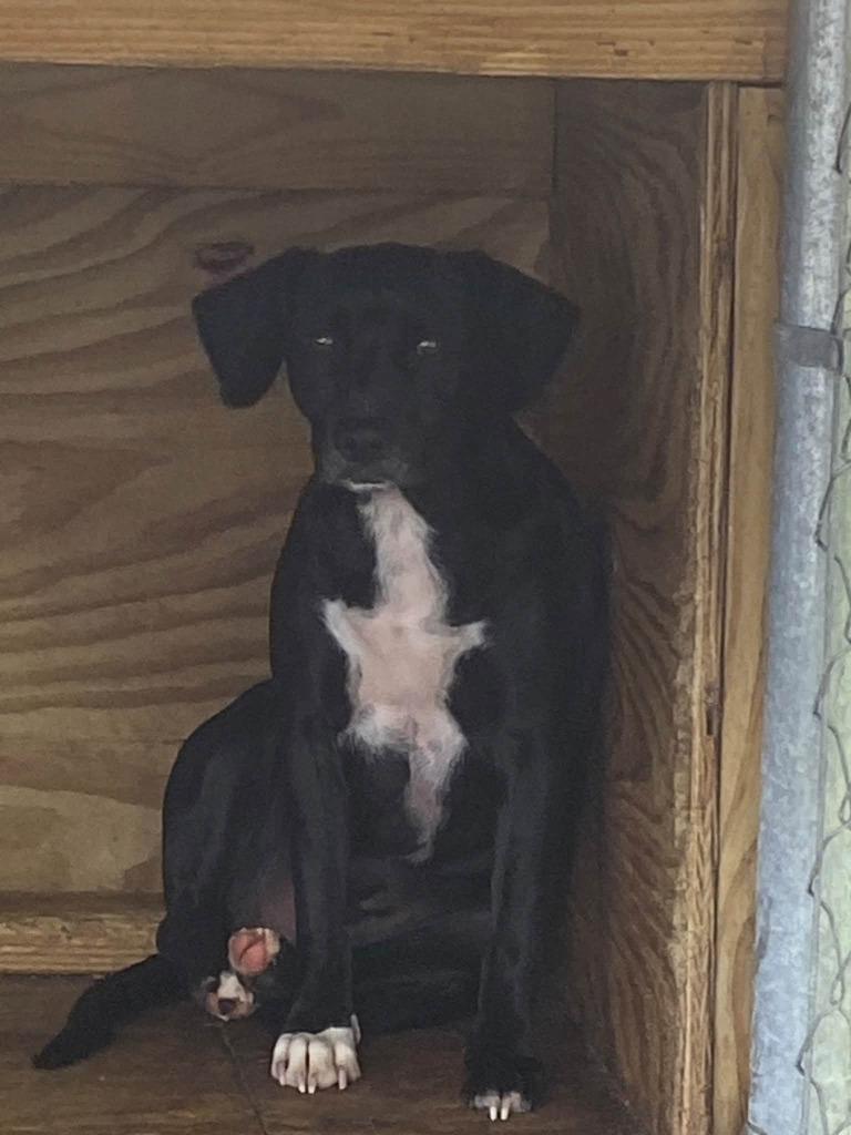 Sargent Carter, Adoptable, Young Male Mixed Breed.