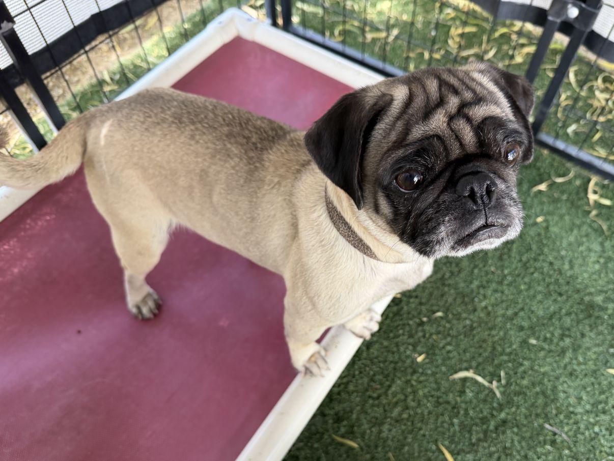 Opal, an adopted Pug in El Paso, TX image 3/6