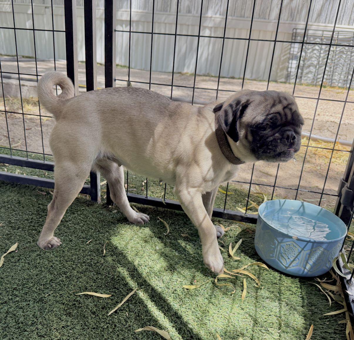 Opal, an adopted Pug in El Paso, TX image 6/6