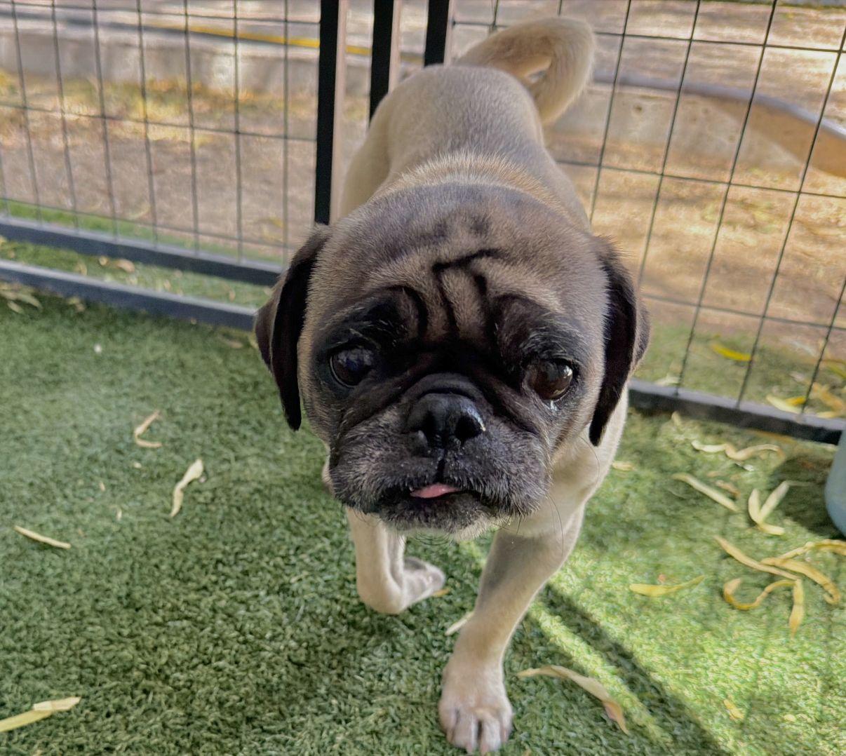 Opal, an adopted Pug in El Paso, TX image 5/6