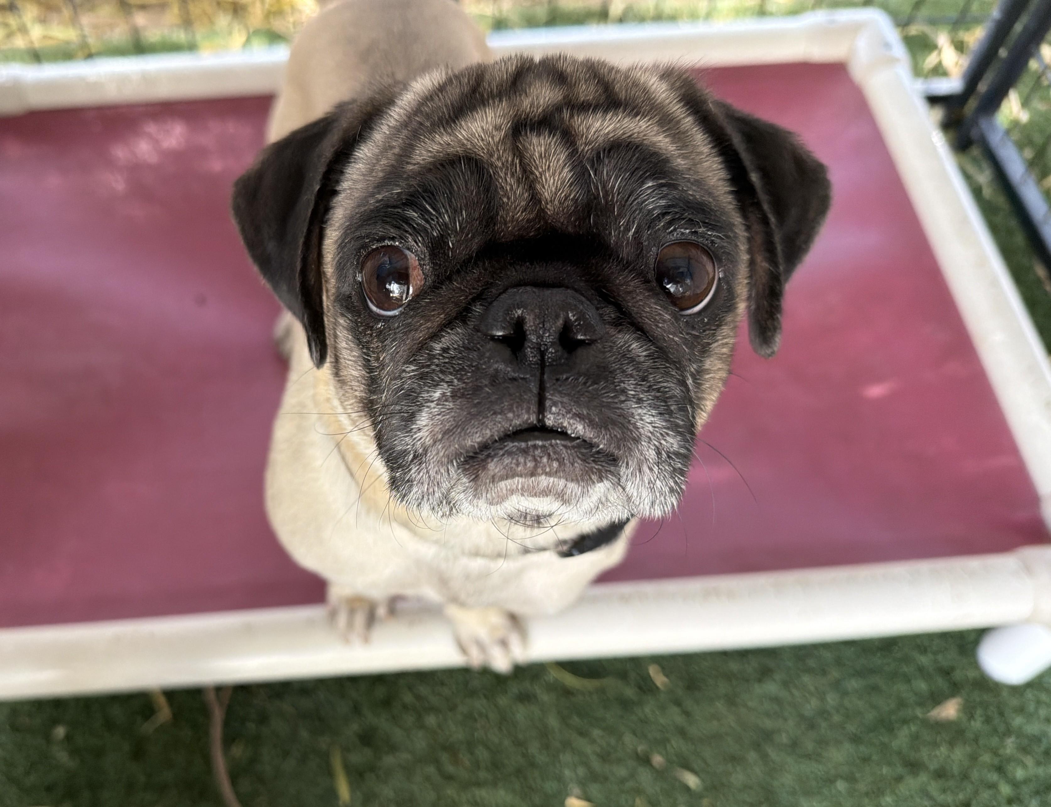 Opal, an adopted Pug in El Paso, TX image 4/6