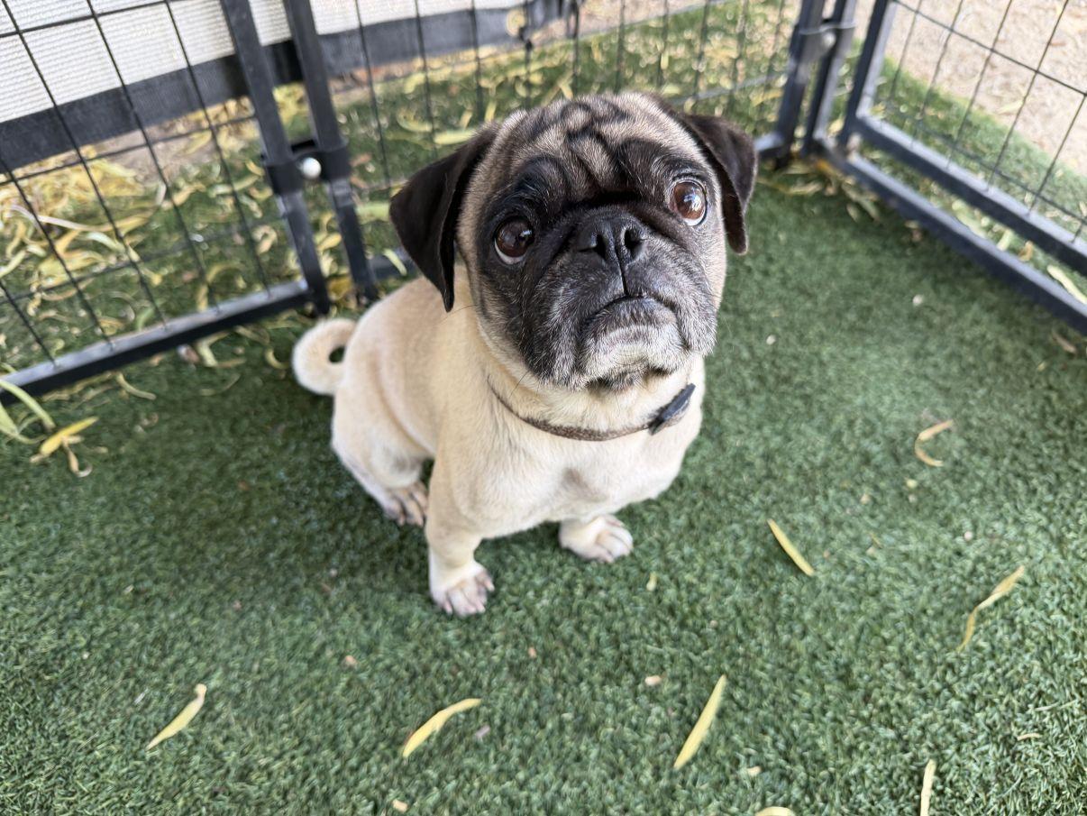 Opal, an adopted Pug in El Paso, TX image 1/6