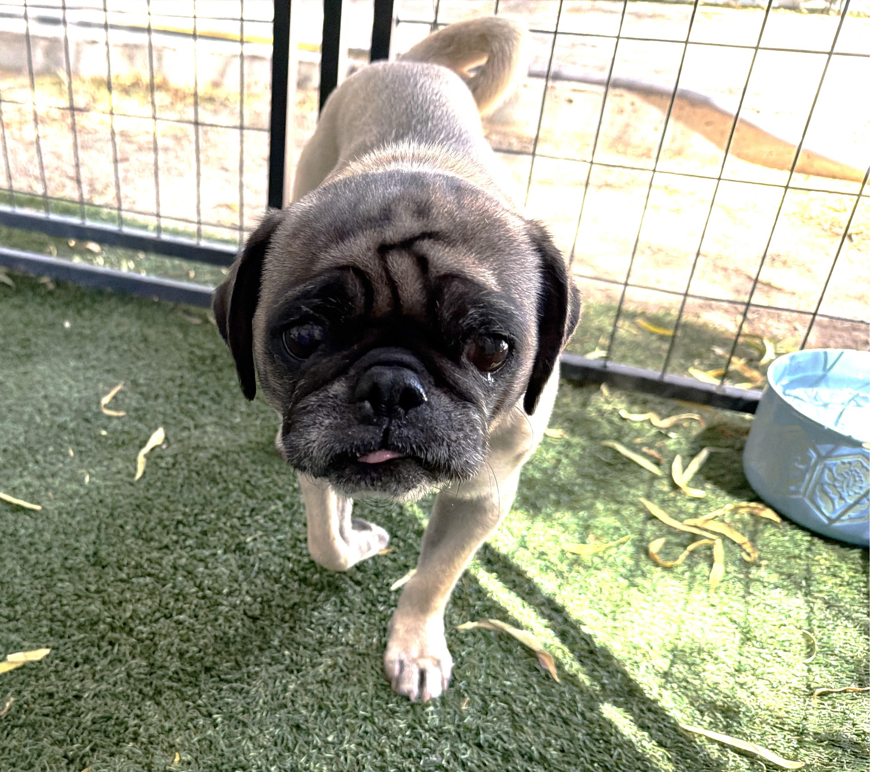 Opal, an adopted Pug in El Paso, TX image 2/6