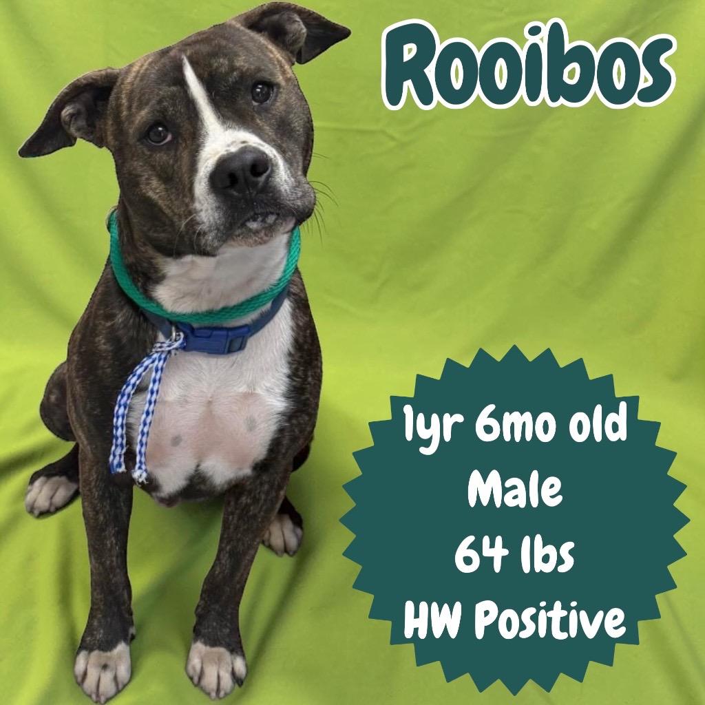 Rooibos, Adoptable, Young Male Pit Bull Terrier.