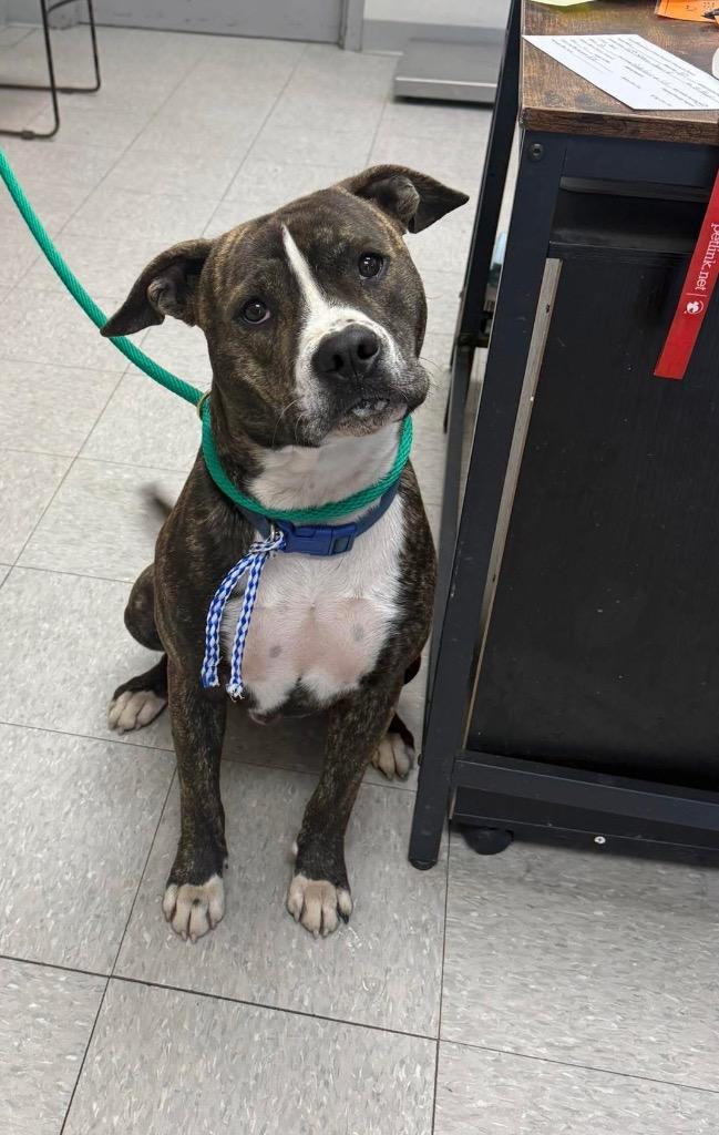 Enlarge Rooibos, a Adoptable Pit Bull Terrier in Sorrento, LA image 2/2