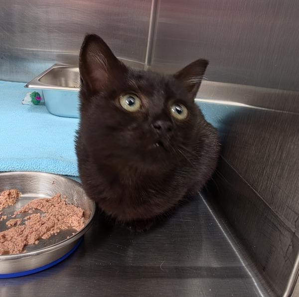 Pomfrey - Bonded W/ Binn, Adoptable, Kitten Female Domestic Short Hair.