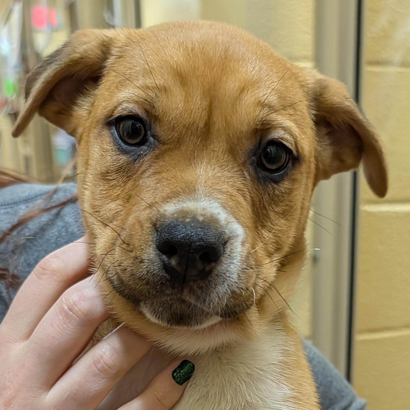 Enlarge Sage, a ADOPTABLE mixed breed in Accident, MD image 5/6