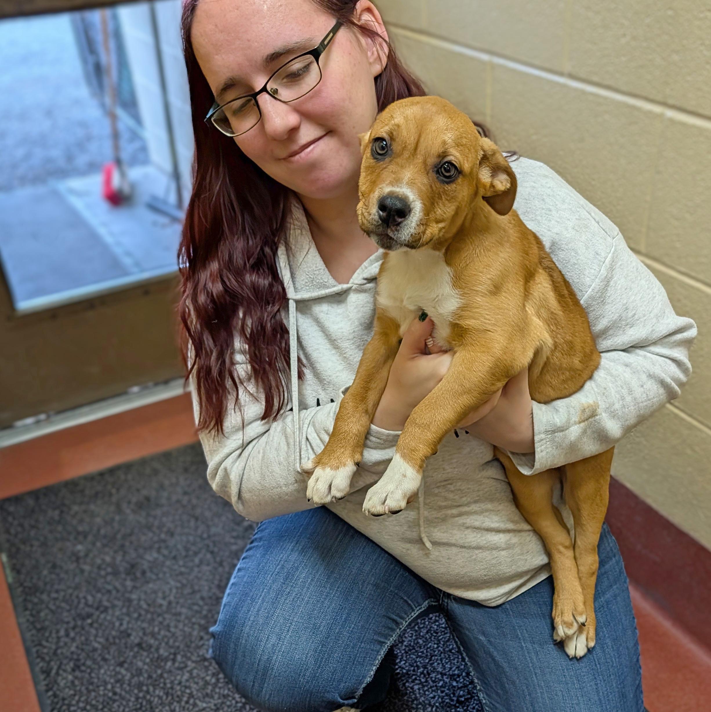 Enlarge Sage, a ADOPTABLE mixed breed in Accident, MD image 3/6