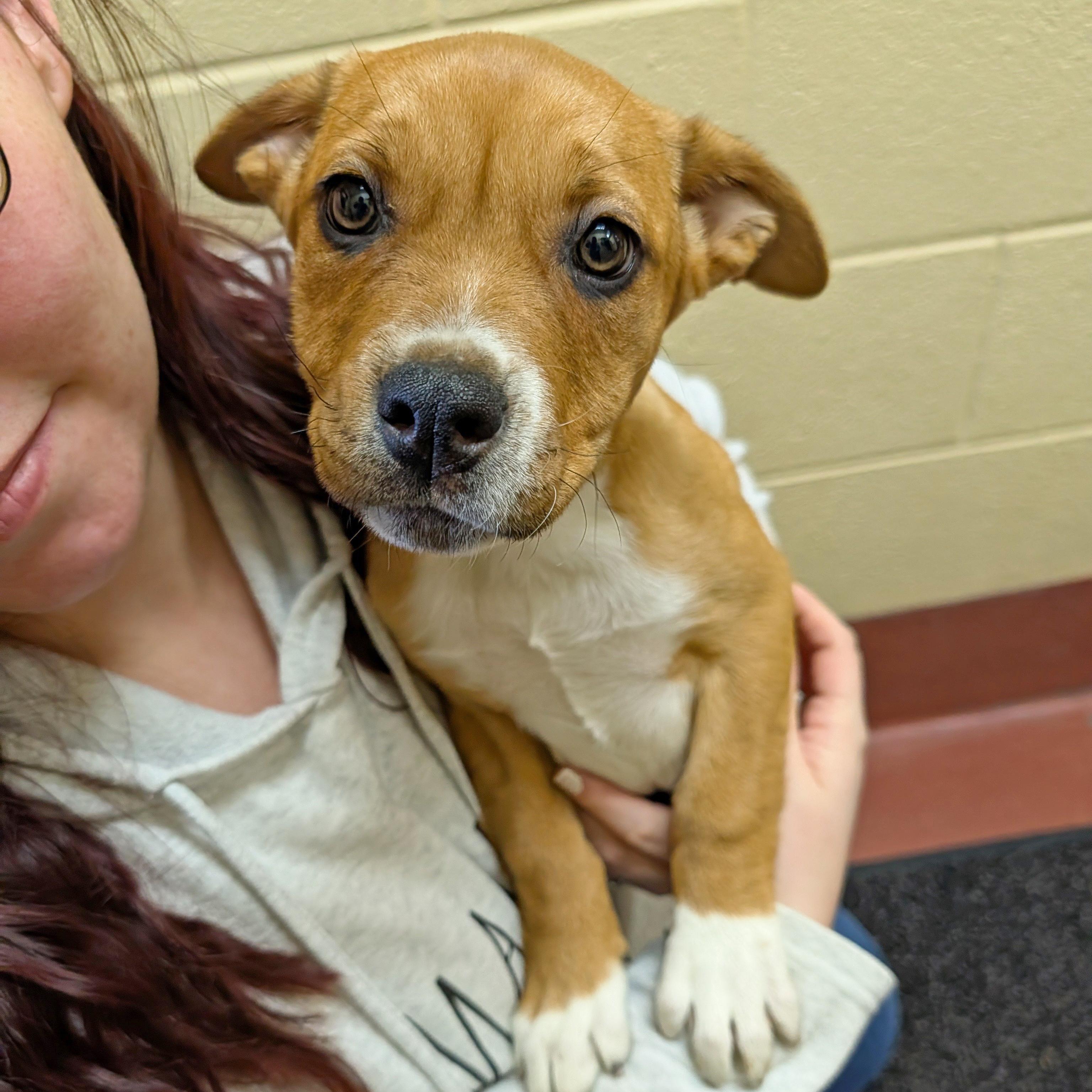 Enlarge Sage, a ADOPTABLE mixed breed in Accident, MD image 4/6