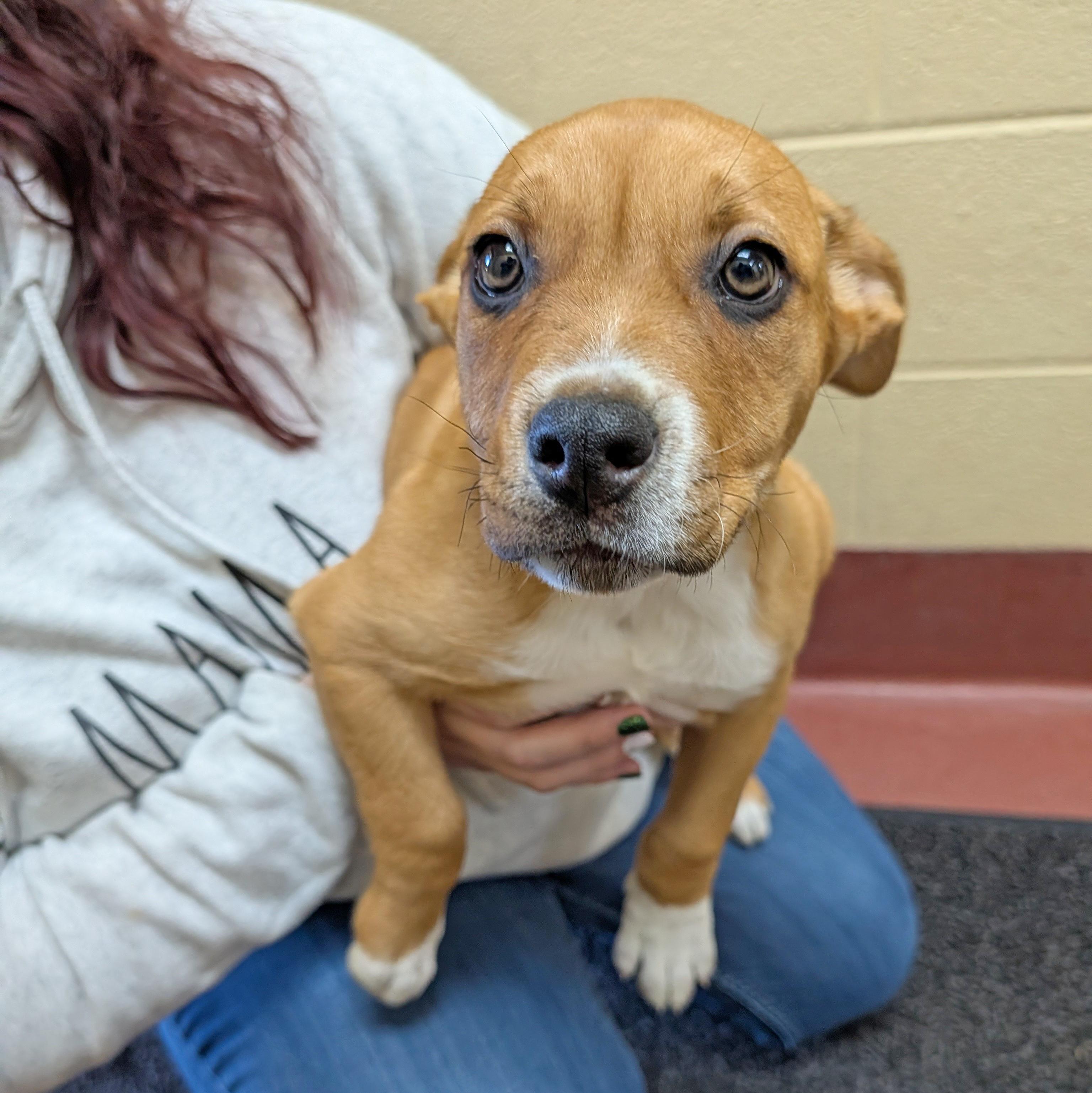Enlarge Sage, a ADOPTABLE mixed breed in Accident, MD image 6/6