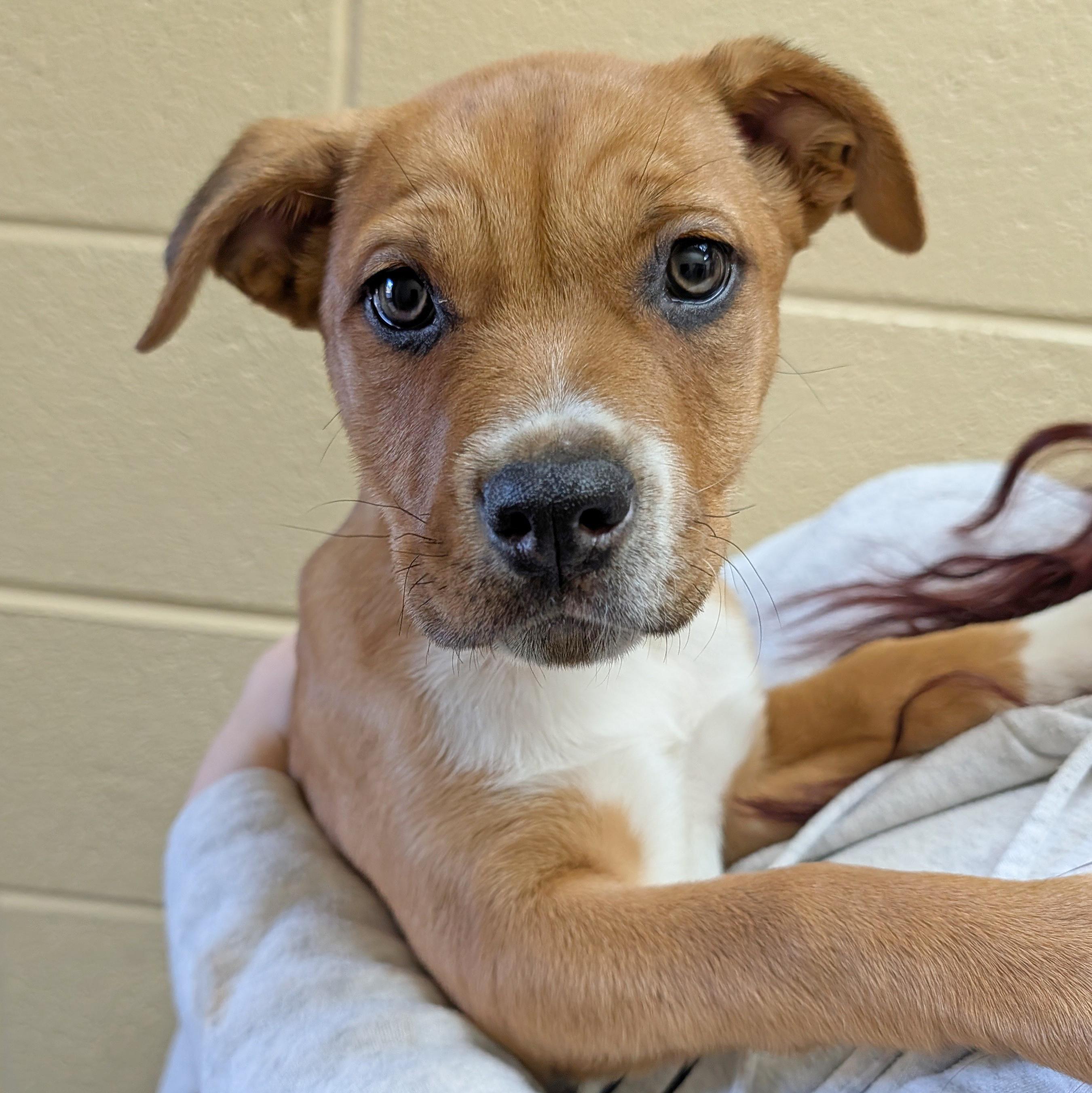 Enlarge Sage, a ADOPTABLE mixed breed in Accident, MD image 1/6