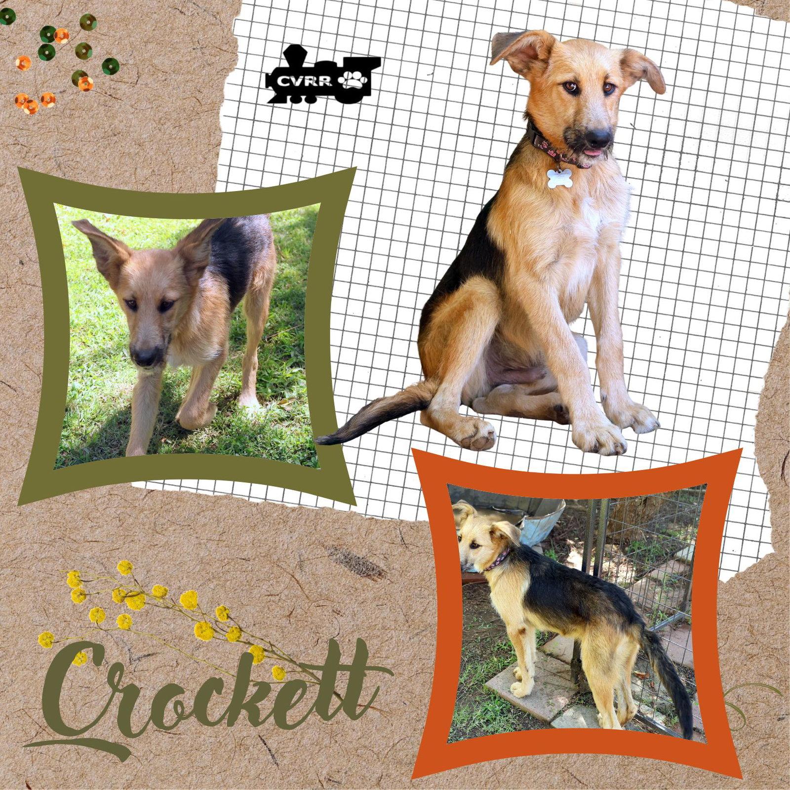 Crockett, Adoptable, Young Male Shepherd & Terrier.