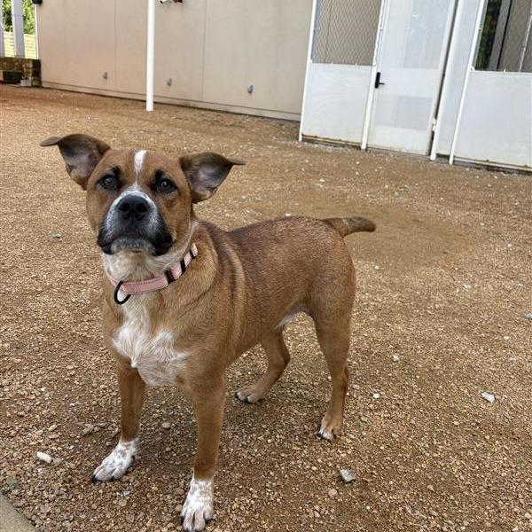 Baby Girl, a Adoptable Mixed Breed in Bentonville, AR image 1/6