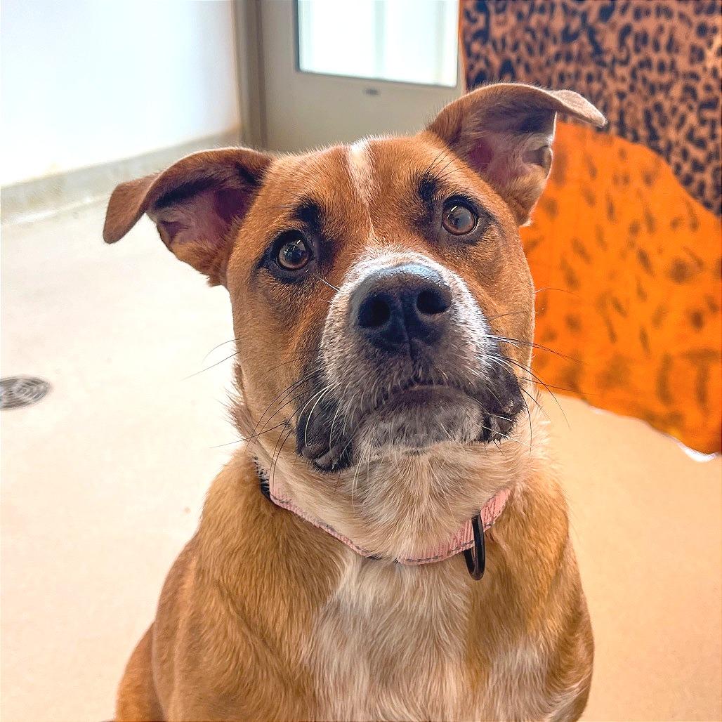 Baby Girl, a Adoptable Mixed Breed in Bentonville, AR image 2/6