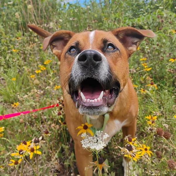 Bambi, a Adoptable Mixed Breed in Bentonville, AR image 3/6