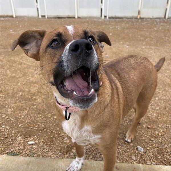 Baby Girl, a Adoptable Mixed Breed in Bentonville, AR image 3/6