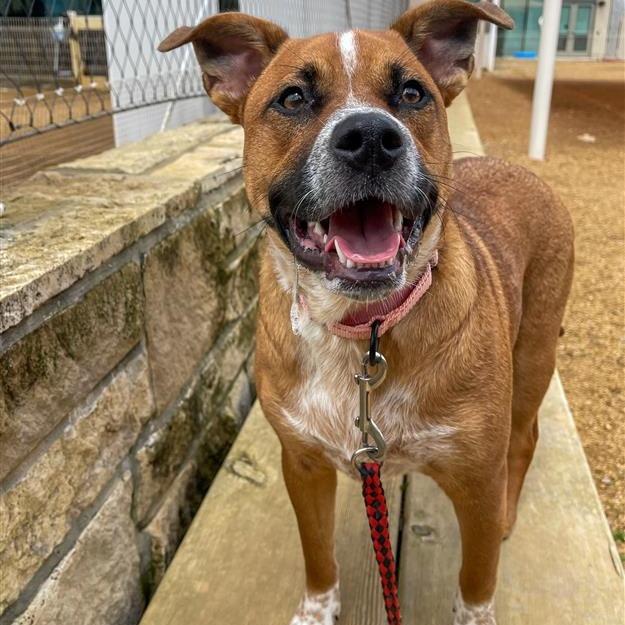 Baby Girl, a Adoptable Mixed Breed in Bentonville, AR image 4/6