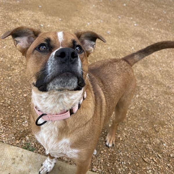 Baby Girl, a Adoptable Mixed Breed in Bentonville, AR image 5/6
