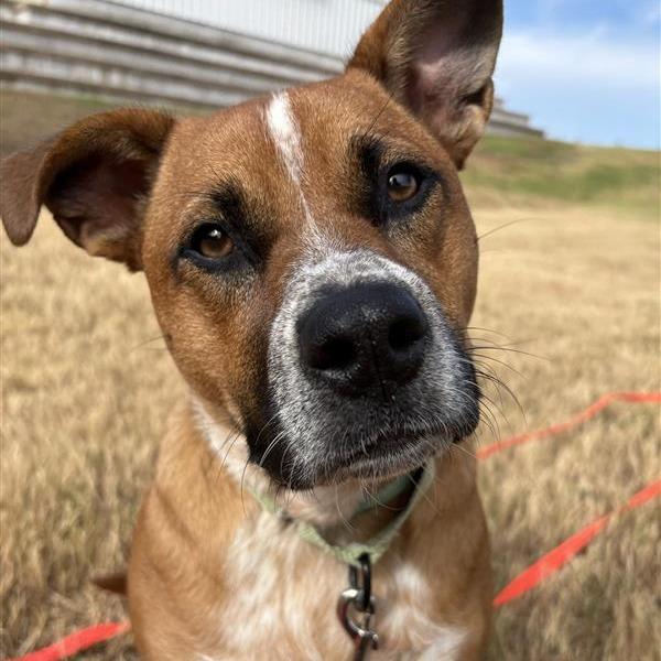 Enlarge Bambi, a Adoptable Mixed Breed in Bentonville, AR image 5/6