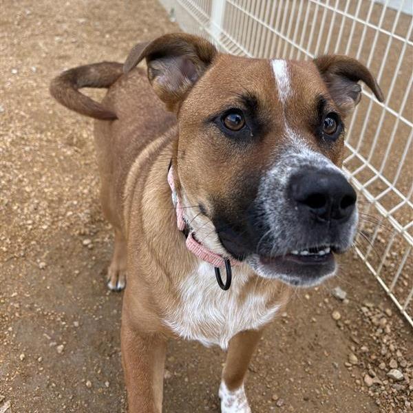 Baby Girl, a Adoptable Mixed Breed in Bentonville, AR image 6/6