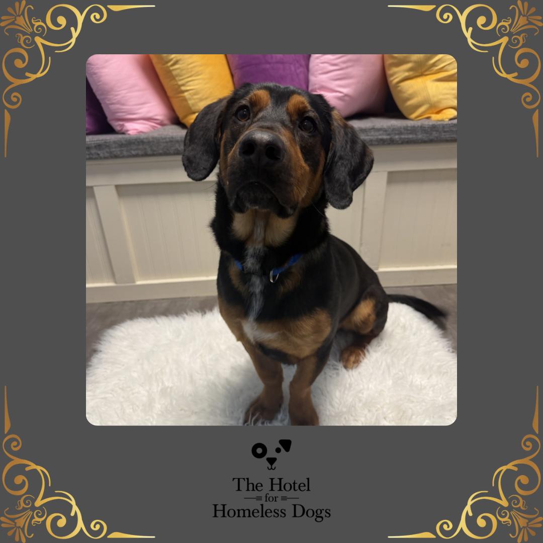 Enlarge Buttons, an adoptable mixed breed in Cumberland, RI image 1/5