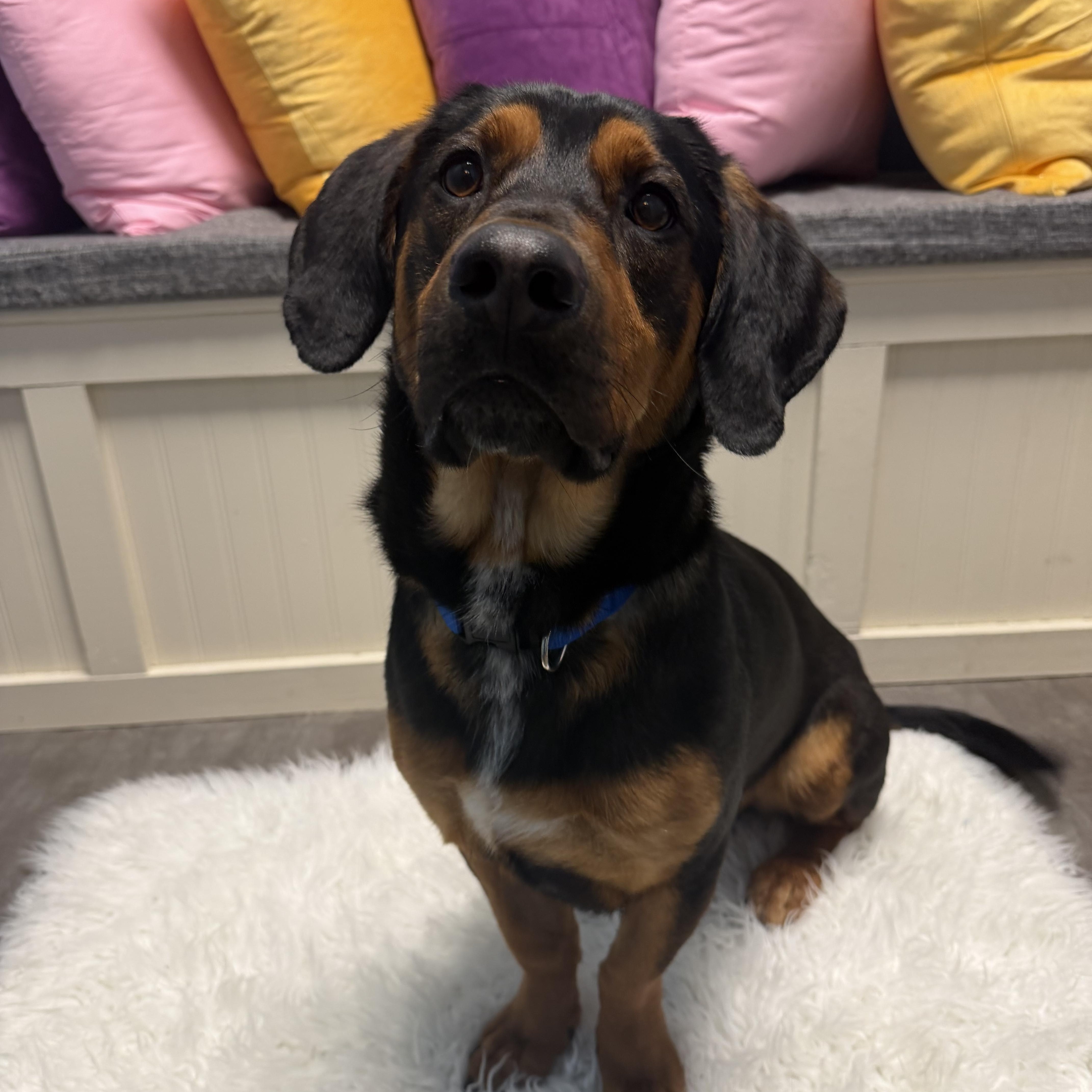 Enlarge Buttons, an adoptable mixed breed in Cumberland, RI image 2/5