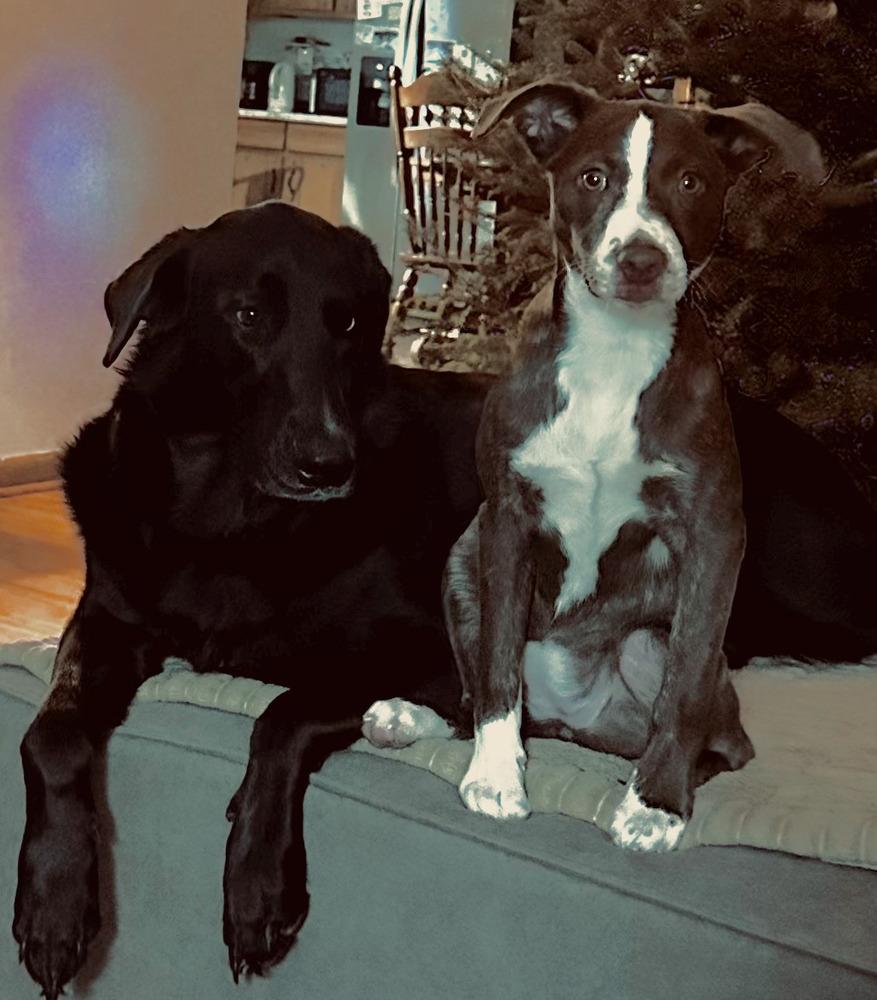 Enlarge Harper, a Adoptable mixed breed in Appleton, WI image 1/6