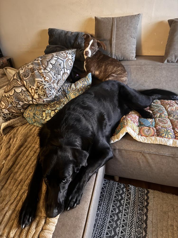 Enlarge Harper, a Adoptable mixed breed in Appleton, WI image 2/6