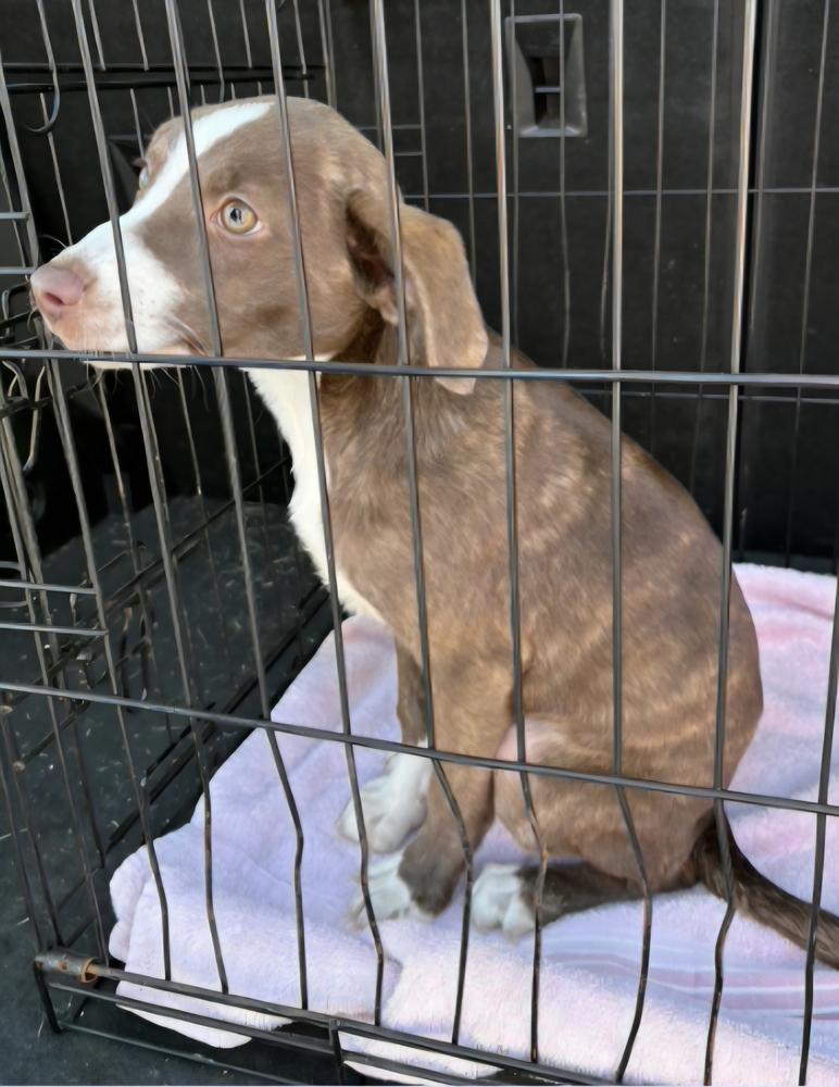 Harper, Adoptable, Puppy Female Mixed Breed.