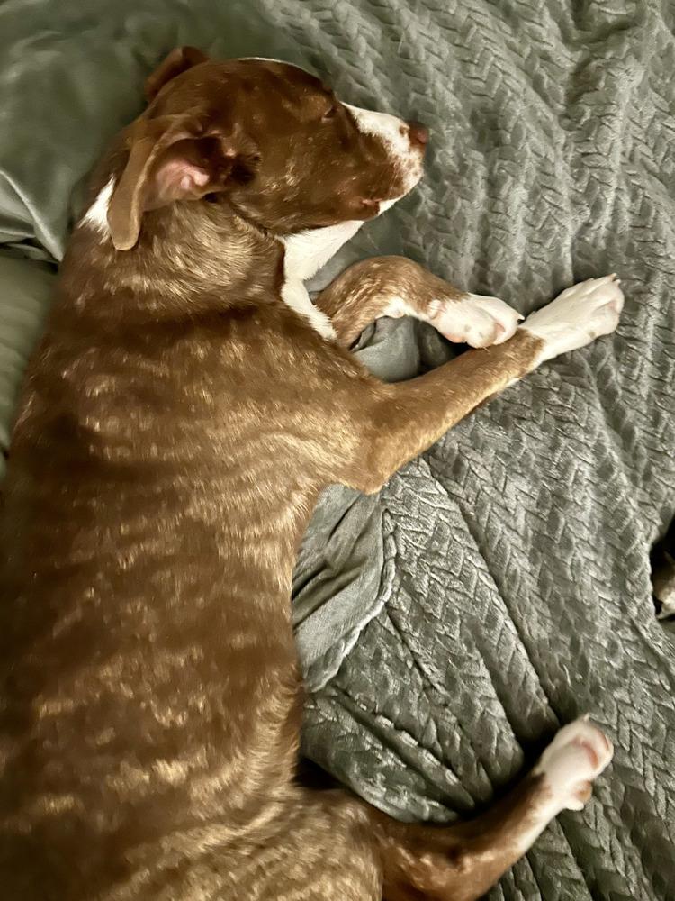 Enlarge Harper, a Adoptable mixed breed in Appleton, WI image 5/6