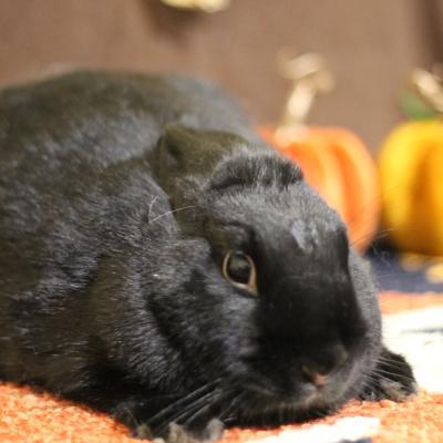 Adella, Adoptable, Adult Female Bunny Rabbit.