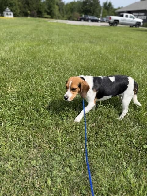 Enlarge Penelope, an adopted mixed breed in Bryan, OH image 3/5