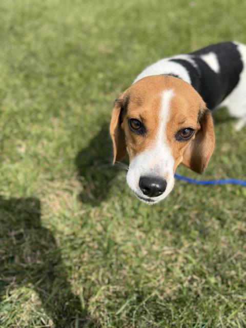 Enlarge Penelope, an adopted mixed breed in Bryan, OH image 2/5