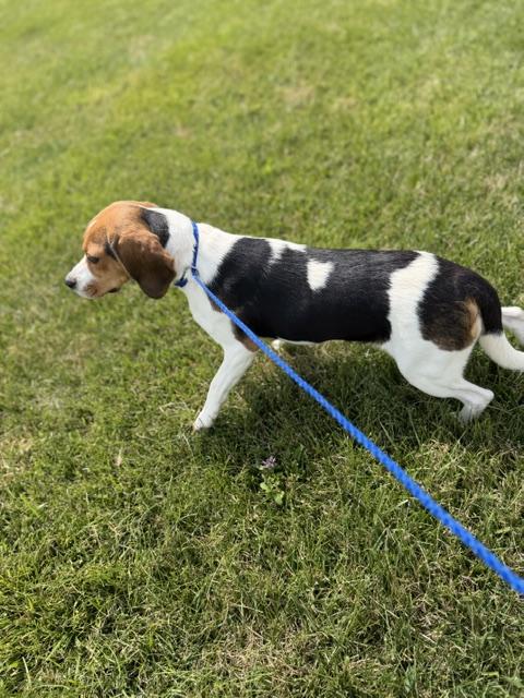 Enlarge Penelope, an adopted mixed breed in Bryan, OH image 5/5