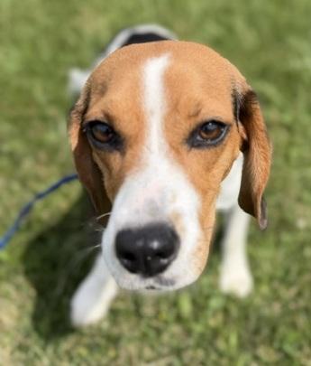 Penelope, adopted, Adult Female Beagle.