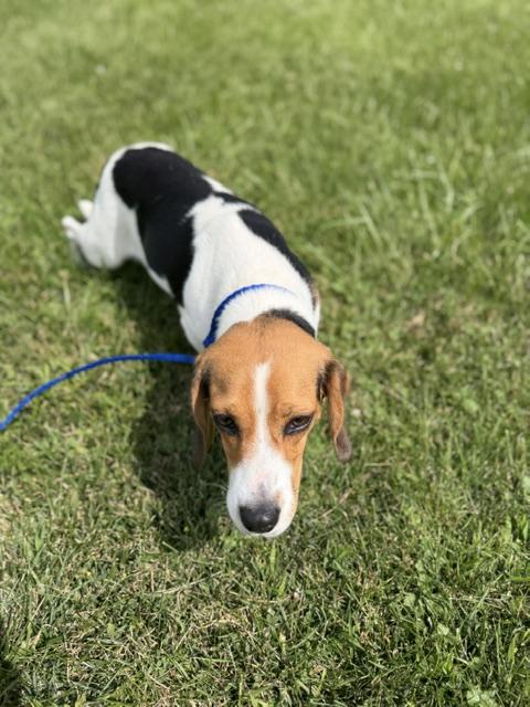 Enlarge Penelope, an adopted mixed breed in Bryan, OH image 4/5
