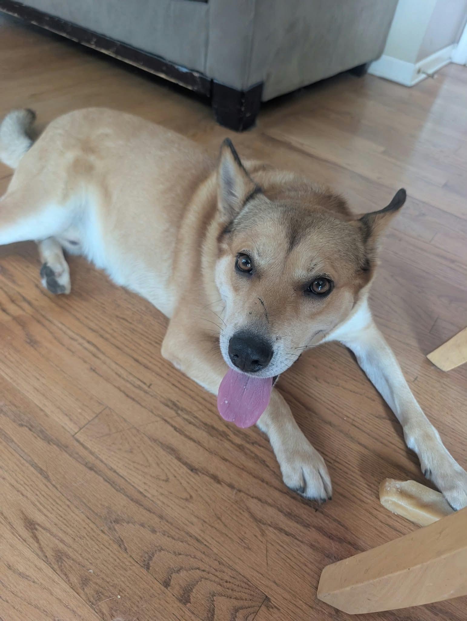 Enlarge John Wick, a Adoptable mixed breed in Ridgefield, NJ image 5/6