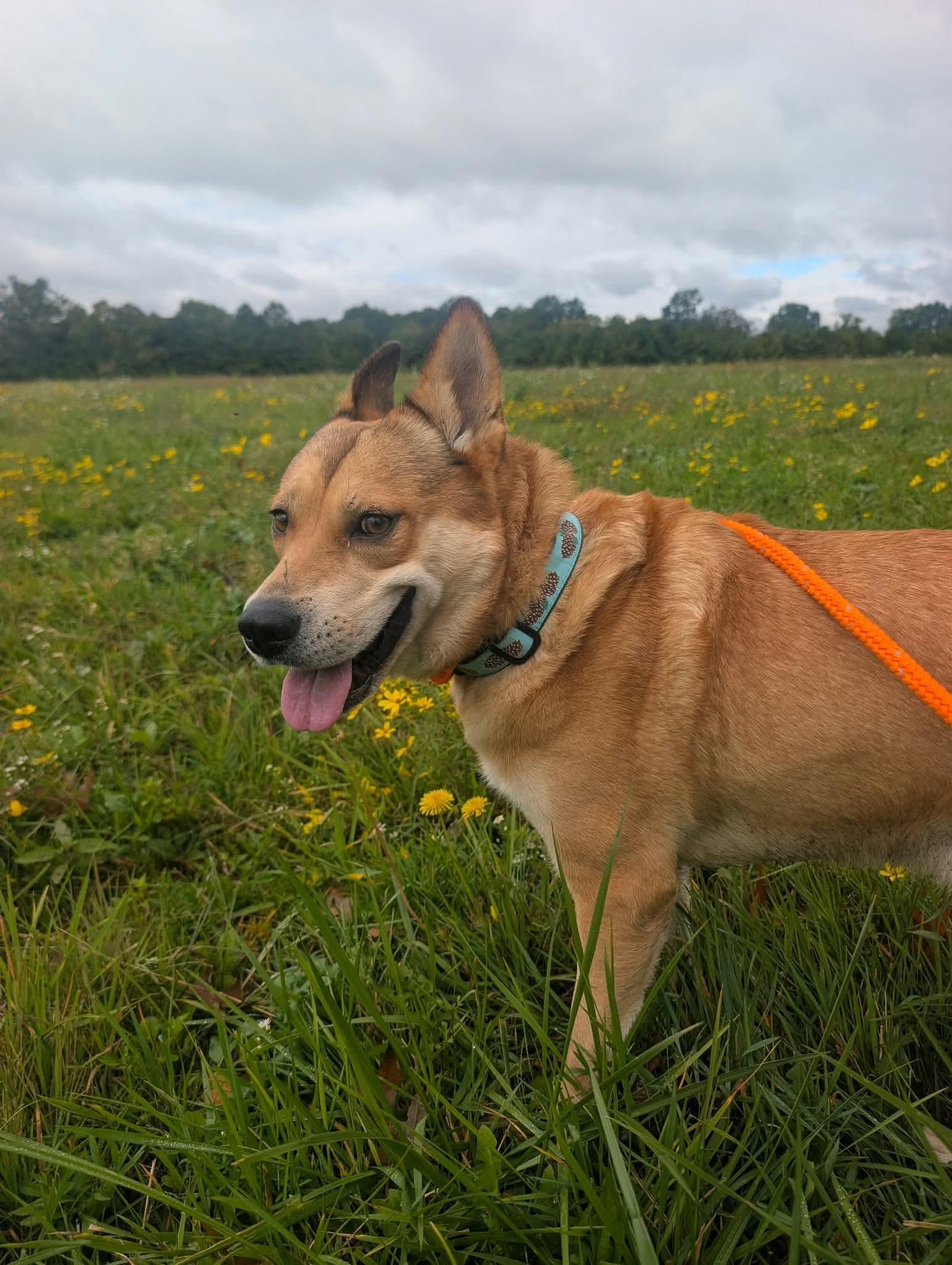 Enlarge John Wick, a Adoptable mixed breed in Ridgefield, NJ image 6/6