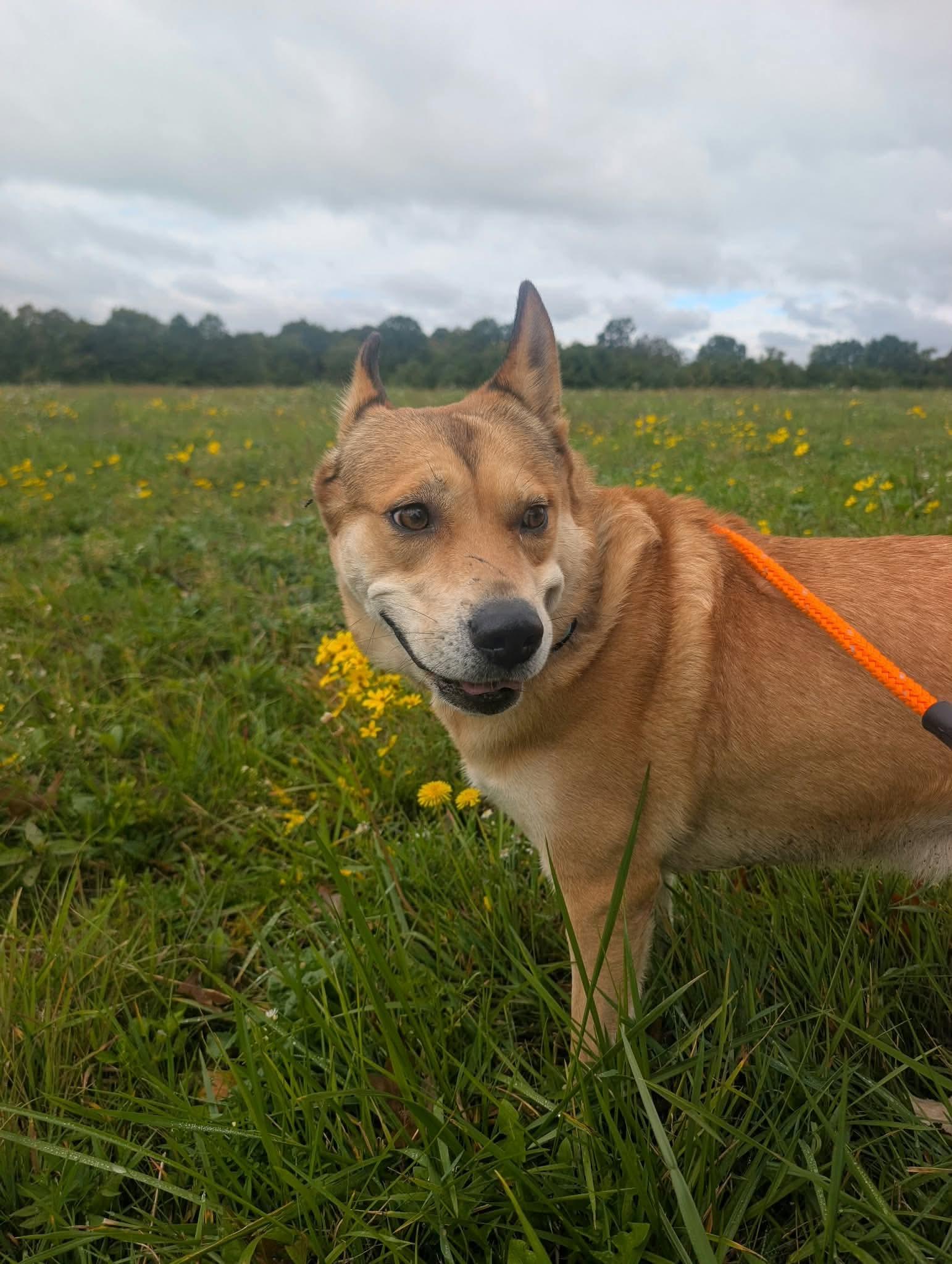 Enlarge John Wick, a Adoptable mixed breed in Ridgefield, NJ image 3/6