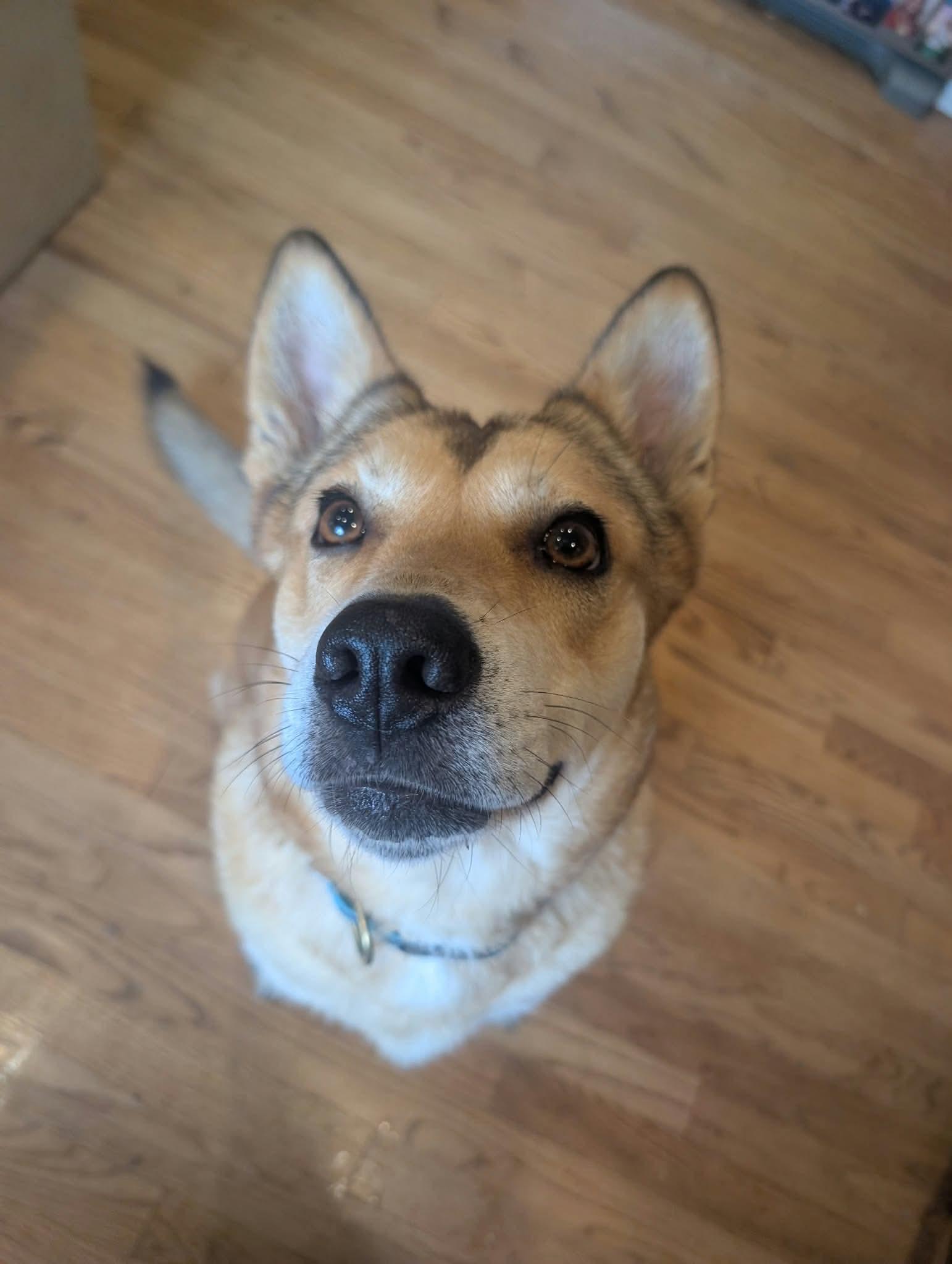 Enlarge John Wick, a Adoptable mixed breed in Ridgefield, NJ image 1/6
