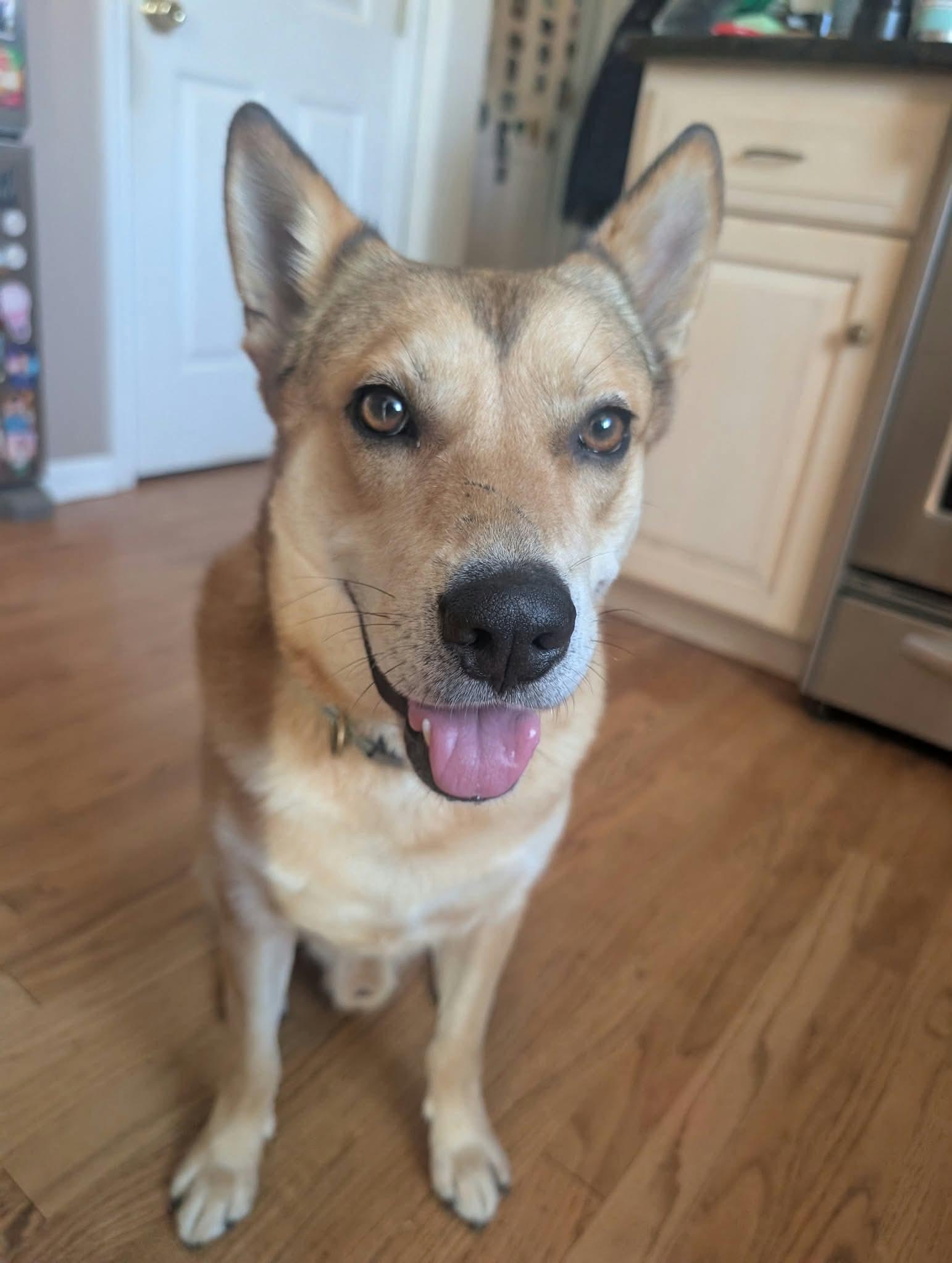 Enlarge John Wick, a Adoptable mixed breed in Ridgefield, NJ image 4/6