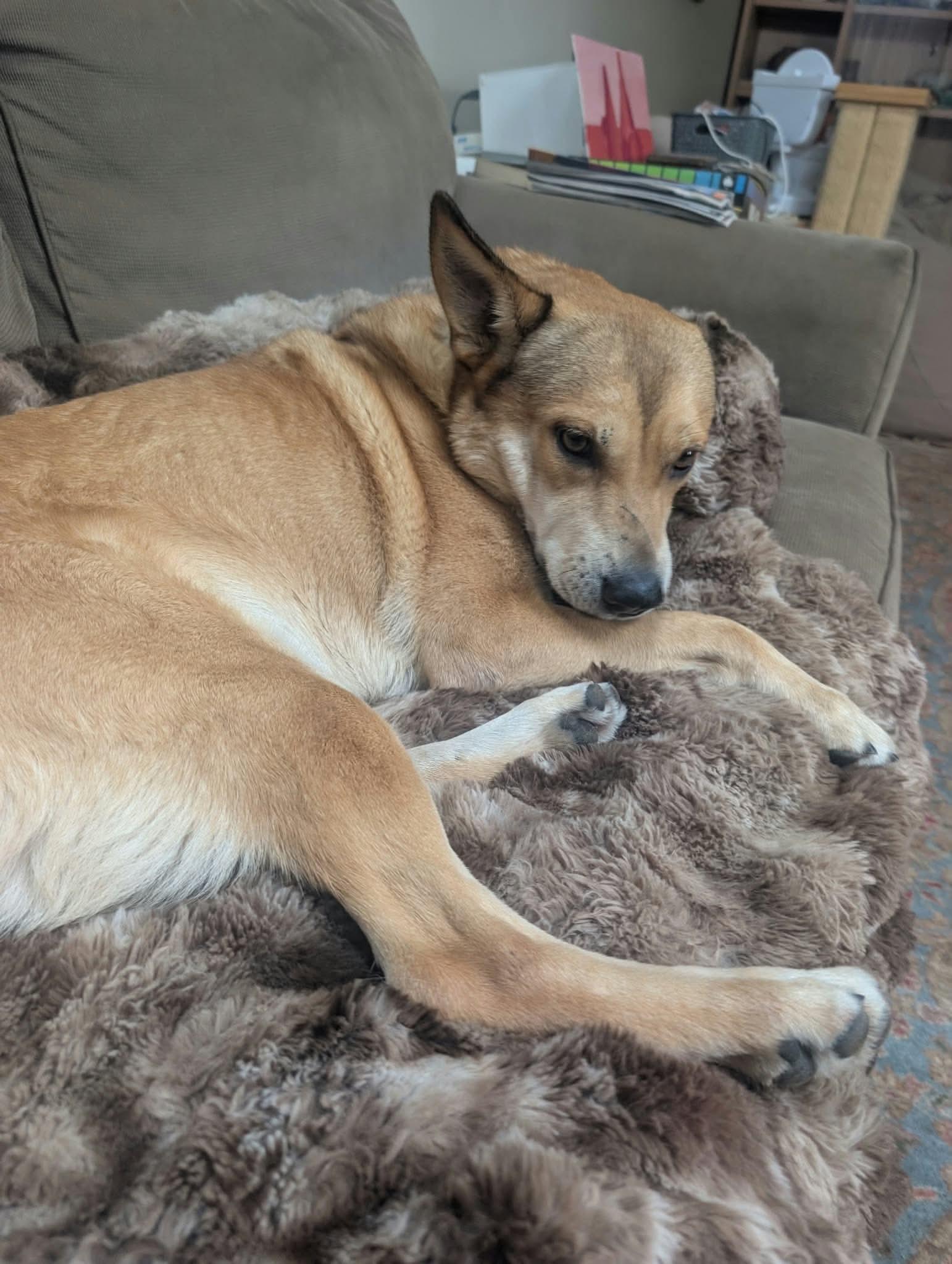 Enlarge John Wick, a Adoptable mixed breed in Ridgefield, NJ image 2/6