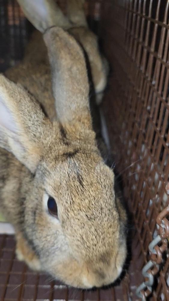 Belleview bunnies copy #1, a Adoptable American in Ocala, FL image 2/6