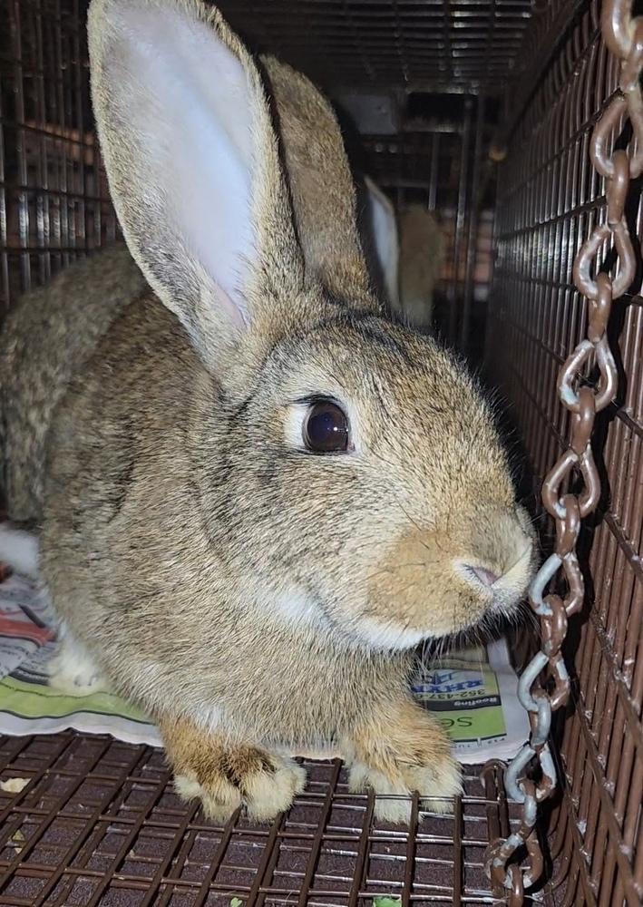 Belleview bunnies copy #1, a Adoptable American in Ocala, FL image 3/6