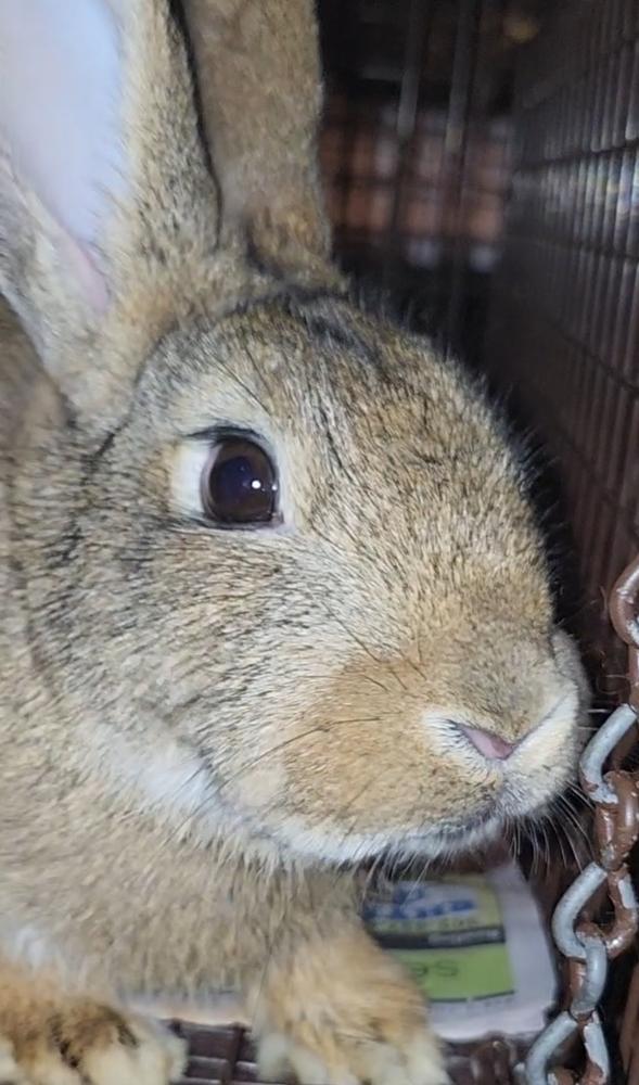 Belleview bunnies copy #1, a Adoptable American in Ocala, FL image 5/6