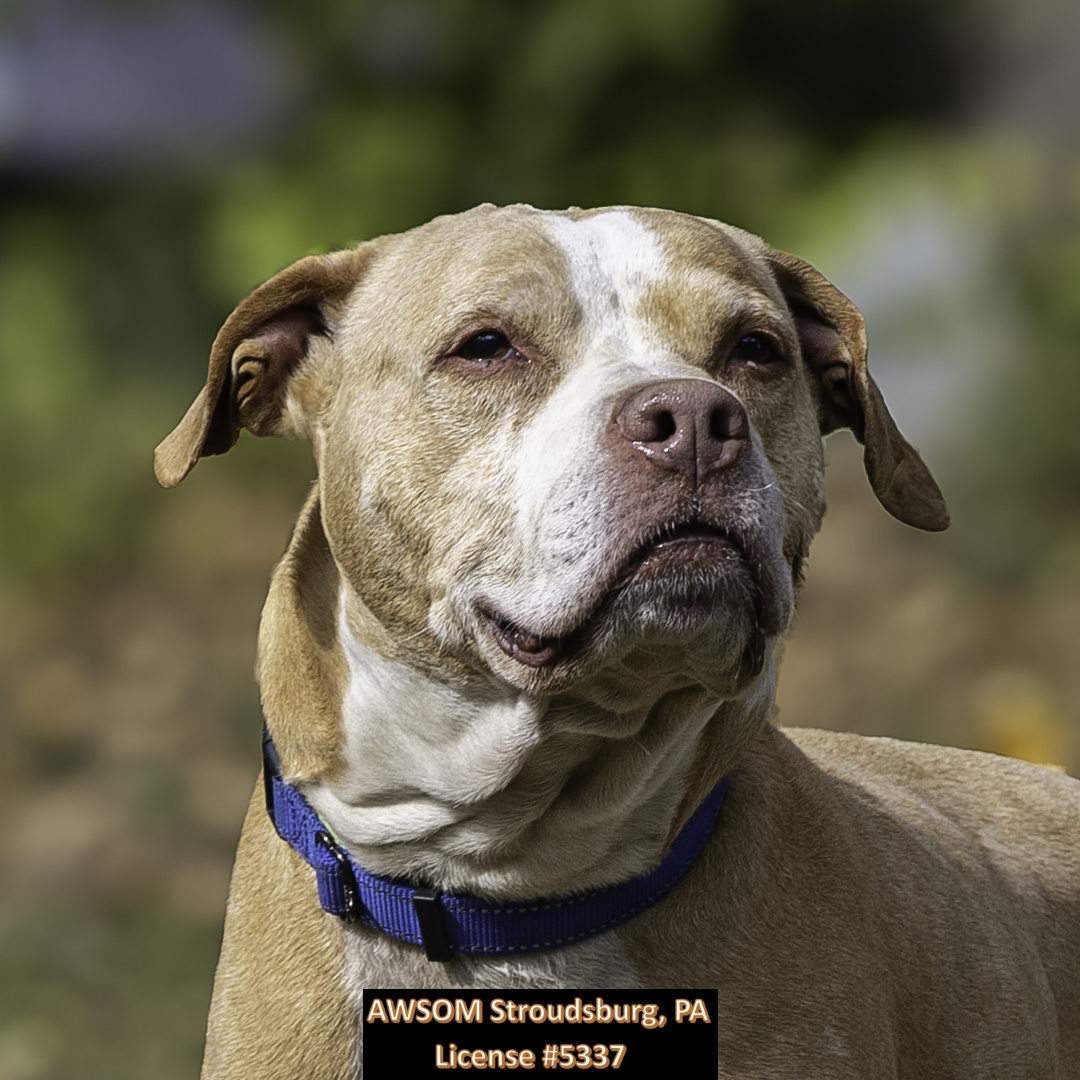 Buddy, Senior Male unknown