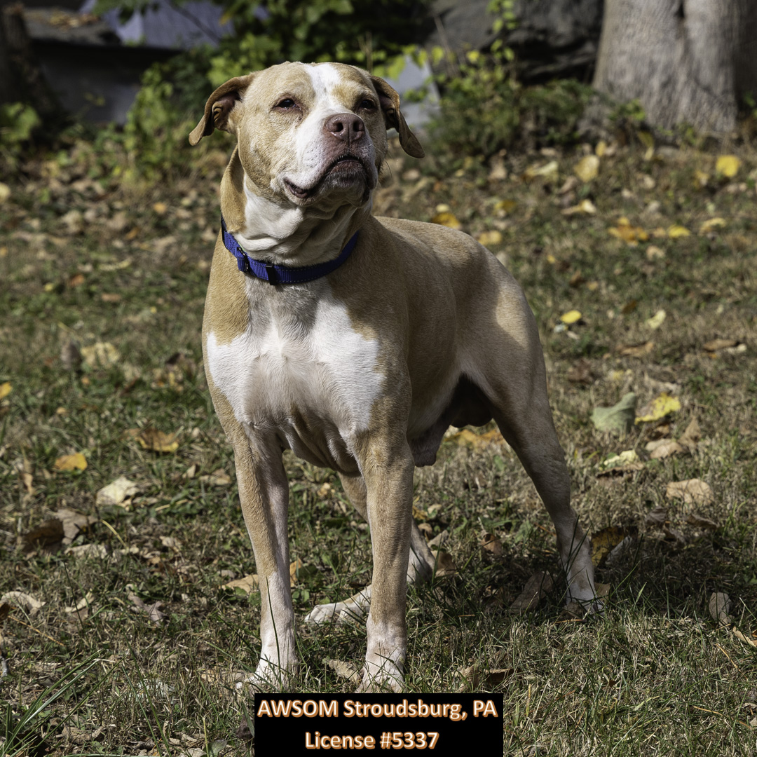 Enlarge Buddy, a Adoptable mixed breed in Stroudsburg, PA image 2/2