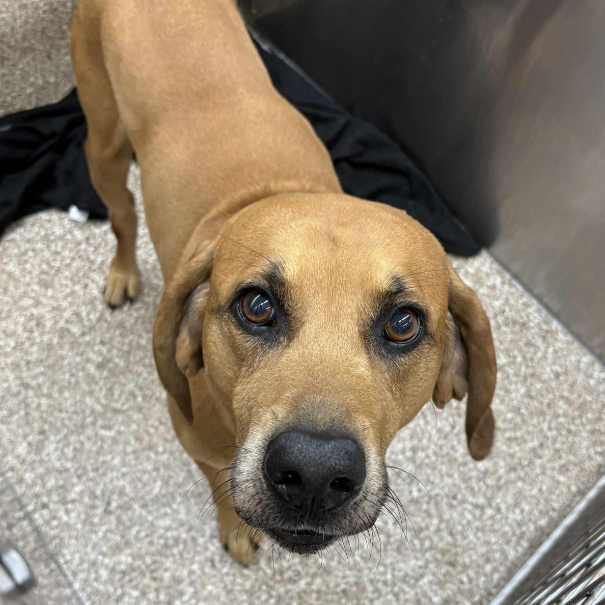 Doc Holliday, Senior Male Hound